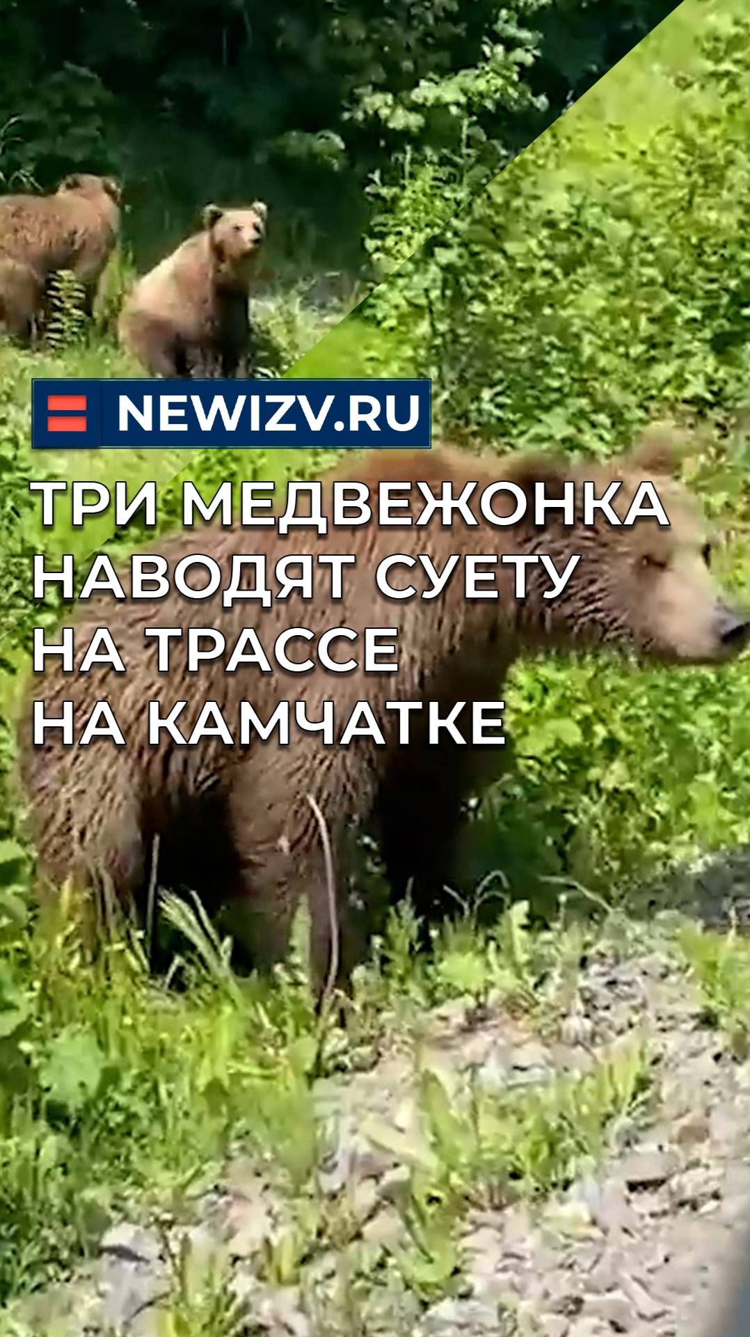Три медвежонка наводят суету на трассе на Камчатке
