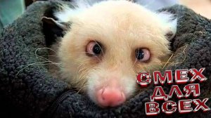 Смешные ЖИВОТНЫЕ 🤣 Лучшие Приколы с ЖИВОТНЫМИ, КОШКИ,❤️ ЖИВОТНЫЕ, ❤️СМЕШНОЕ ВИДЕО о Животных!