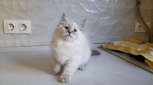 Henrietta Baraj*RU