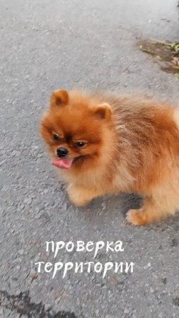 " Гроза района - Боня"