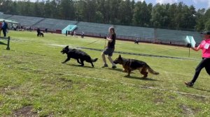 ОТКРЫТЫЙ КОБЕЛИ / КЧК ЗАРЕЧНЫЙ 22 июня`25 Ю.Скиба Моно немецких овчарок