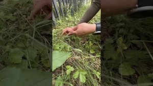 Обзор отдыха в домике «БЕРЕЗКИ» в СТУПИНО. Подмосковье