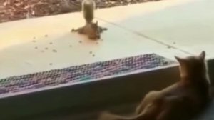 Когда все тигры в клетке, можно расслабиться🐿️😂