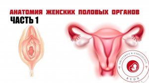 "Анатомия женских половых органов" (часть 1).