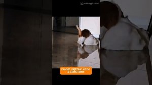 Это был не я, честно! — Убойная нарезка кото-подстав 😹