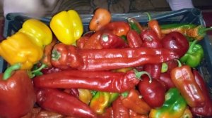 Сажаю и БУДУ сажать!! САМЫЕ ЛУЧШИЕ И УРОЖАЙНЫЕ СОРТА СЛАДКОГО ПЕРЦА!!!