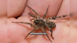 Пауки-волки: Охотники без паутины. Неожиданные факты!
