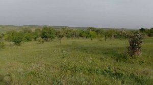 обзор поляны