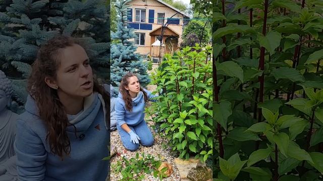 Летняя обрезка гортензий и садовых растений. Как и когда правильно удалить лишнее?