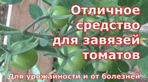 Мало кто знает, чтобы завязи на ТОМАТАХ не опадали и завязывали крупные плоды