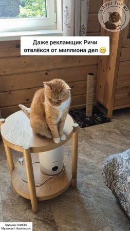 когтеточки