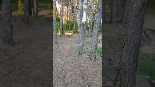 Гуляем рядом с водоемом Катенка в сосновом бору