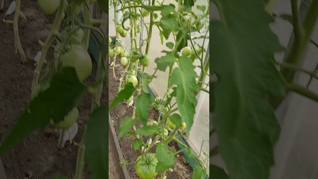 VID_20250703_101831.mp4