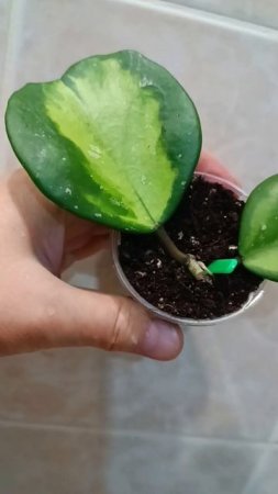 Вытаскиваю хойи из теплички 💚Обовата вариегата и Матильда ☘️#хойя