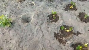 ТАКИЕ ДЕЛИШКИ