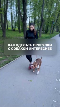 Как сделать прогулки с собакой интереснее