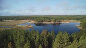 Полёты на квадрокоптере над весенним лесом. Весна 2025