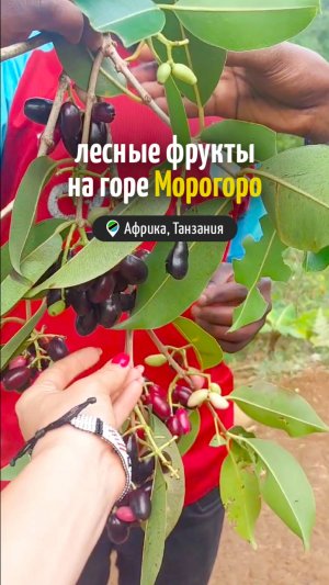 Kесные фрукты на горе Морогоро