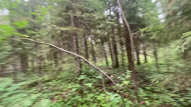 Редкие грибы DenBan4