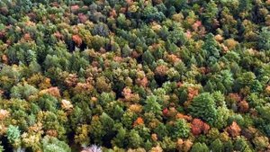 Разноцветные осенние деревья