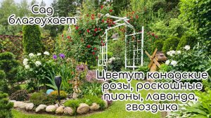 Цветут плетистые розы, пионы, гвоздика, лаванда. Всё благоухает...Тайная дорожка к английским розам