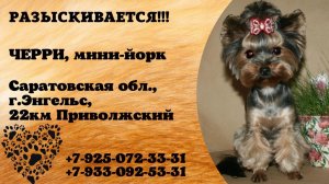 Пропала собака! ЧЕРРИ, мини-йорк. Саратовская обл.,