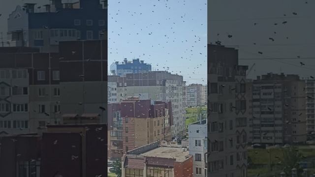 Мой балкон "атаковали" осы, июль '2025.mp4