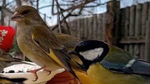 Птицы на кормушке (09.04.2025 года)