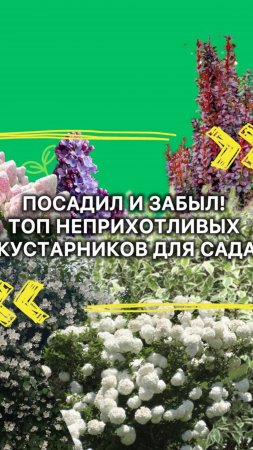 ТОП неприхотливых но очень красивых кустарников для вашего сада ✅