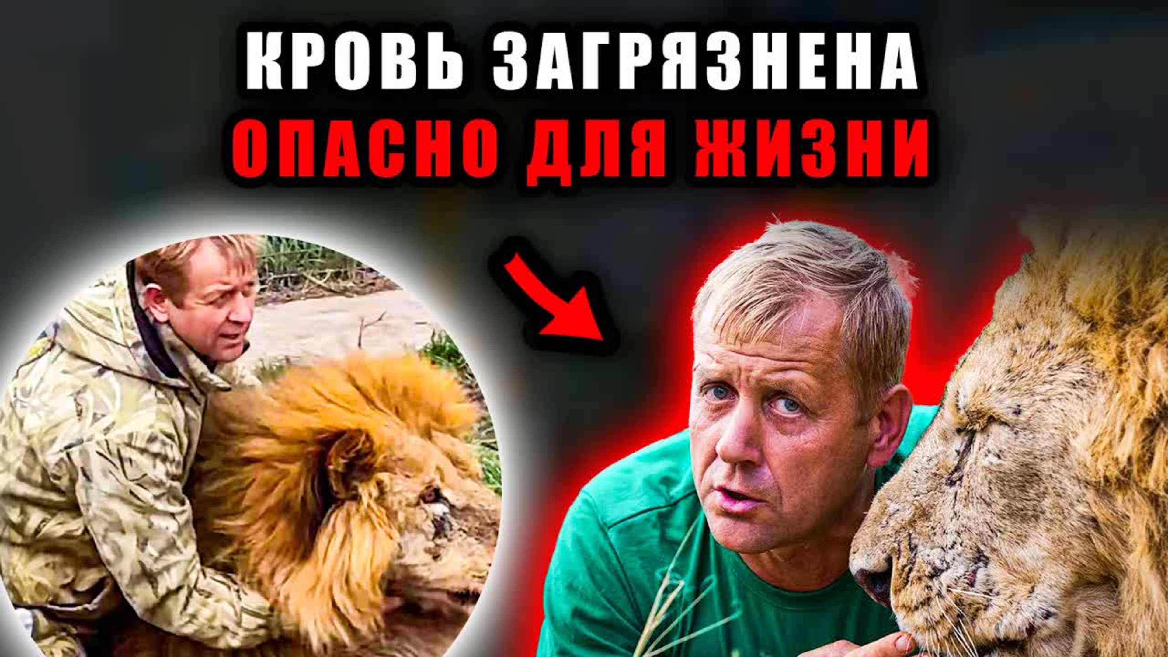 Олег Зубков может не пережить заражение крови после укуса льва. Новости шоубизнеса