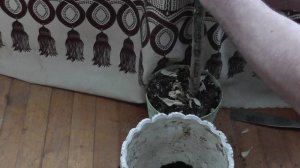 Маваки пересаживает большое растение, дерево. Для лучшего роста и развития