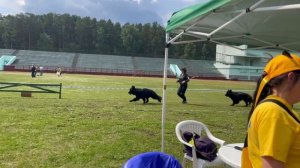 РАБОЧИЙ КОБЕЛИ ДШ / КЧК ЗАРЕЧНЫЙ 22 июня`25 Ю.Скиба Моно немецких овчарок