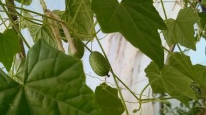 Вот что НАДО САЖАТЬ!!)) Вершки и корешки сразу! Мелотрия - красивый экзот!! Едим и плоды и клубни!!!