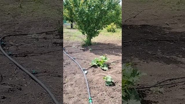 Огурцы св 4097.
