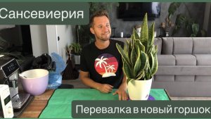 Сансевиерия - Перевалка в новый горшок