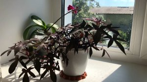 Комнатные цветы Ипомея батат декоративная