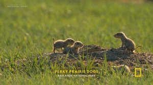 8 Minutes of Baby Animals: Pure Joy and Cuteness | Nat Geo Animals