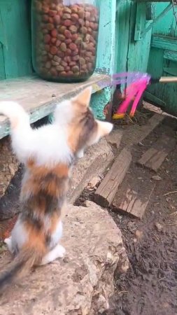 Наши котята! 💖🥰