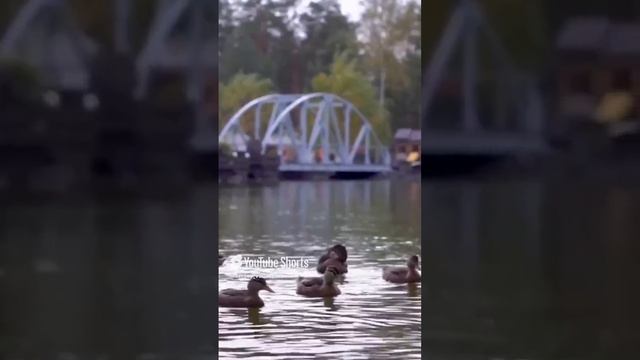 Построили пруд для отеля.