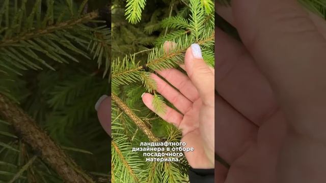 Паутинный клещ на ели обыкновенной