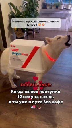 🐶Dogbulance, Dogambulance🚑 PegasMed: Собака воет под звуки сирены скорой помощи мем