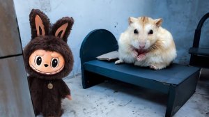 Хомяк и Лабубу в лабиринте полоса препятствий с ловушками для хомяка