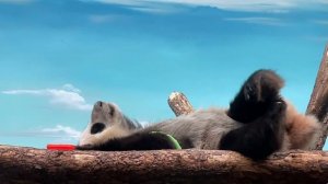 🐼 Утро Панды Катюши стартует очень лениво: с игрушками и потягушками.