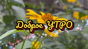 Доброе утро. Подари мне солнце и новый день