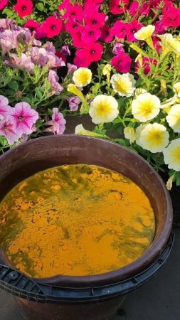 Эта подкормка ЗАТМИТ все удобрения даже чахлые и больные цветы сразу ЗАЦВЕТУТ удивительный результат