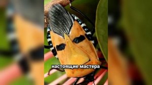 Жук с лицом Элвиса Пресли: Самый необычный клоп-щитник планеты!