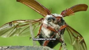 Почему майские жуки так странно летают? Все секреты за две минуты!