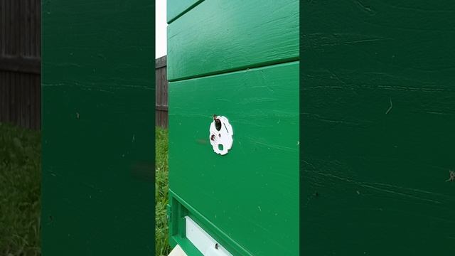 Начало цветения липы