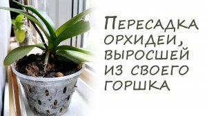 Орхидея выросла из горшка - пересадка орхидеи. Важное предостережение!