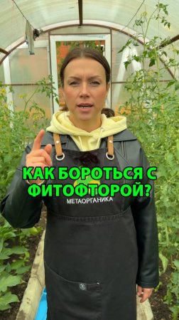 Как бороться с фитофторой?